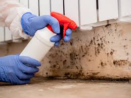 Reliable Brillion, WI Mold Removal Solutions